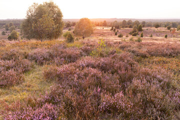 Wunderschöner Sonnenuntergang über der blühenden Heide am Wilseder Berg