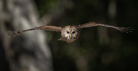 Barred owl in Everglades National Park in Florida 