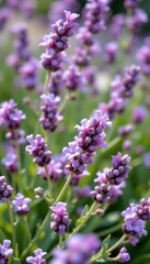 Fototapeta premium a close up of lavender blossoms swaying, photorealistic style with minimal composition, conveying peaceful emotive tones.
