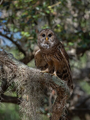 Barred owl in Everglades National Park in Florida 