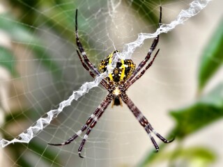 A yellow-black orb-weaver spider, Argiope species or Argiope appensa, resting at the center of its web or stabilimentum