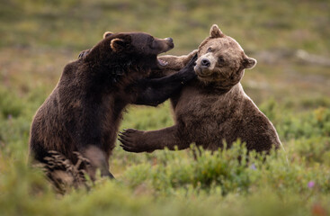 Fototapeta premium Brown bear in Katmai, Alaska during the sockeye salmon run