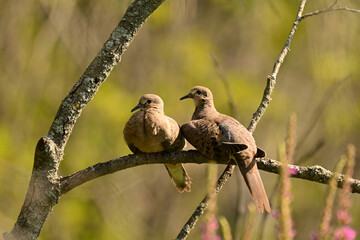 Mating pair of Mourning doves resting on a branch