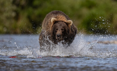 Brown bear in Katmai, Alaska during the sockeye salmon run