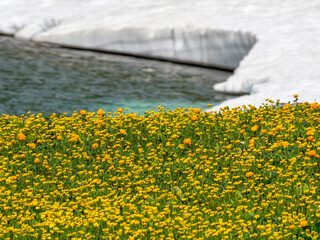 Sunny beautiful flower meadow in the glacier