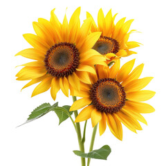 Fototapeta premium Vibrant sunflowers bouquet, summer garden, bright background, floral greeting card