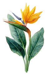 Detailed illustration of a Bird of Paradise flower (1)