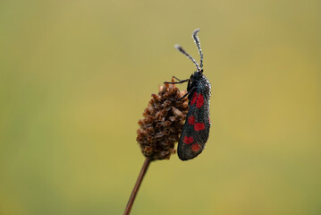 Motyl kraśnik sześcioplamek na łace w rosie. © Elżbieta Kaps