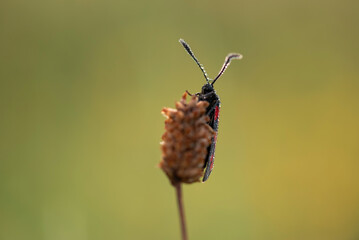 Motyl kraśnik sześcioplamek na łace w rosie. © Elżbieta Kaps