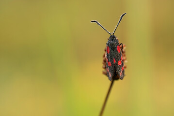 Motyl kraśnik sześcioplamek na łace w rosie. © Elżbieta Kaps