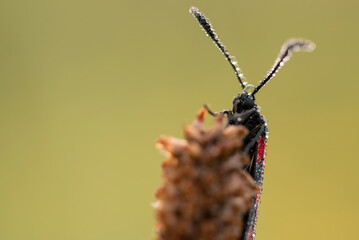 Motyl kraśnik sześcioplamek na łace w rosie. © Elżbieta Kaps