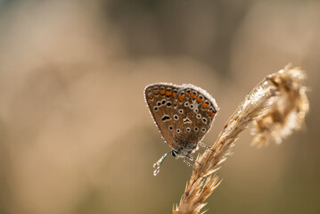 Modraszek ikar motyl na trawie w rosie.  © Elżbieta Kaps