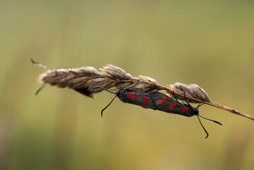 Motyl kraśnik sześcioplamek na łace w rosie. © Elżbieta Kaps