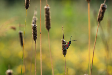 Motyl kraśnik sześcioplamek na łace w rosie. © Elżbieta Kaps
