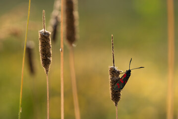 Motyl kraśnik sześcioplamek na łace w rosie. © Elżbieta Kaps