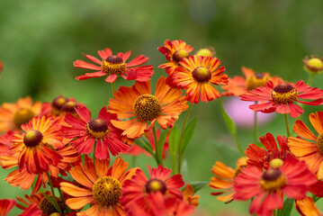 Piękne kwiaty dzielżan w ogrodzie. 