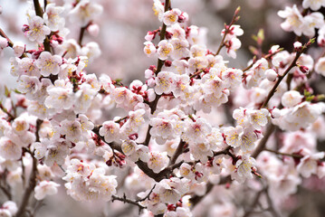 The cherry blossom, or sakura is considered the national flower of Japan