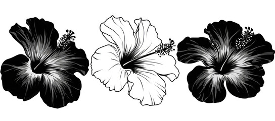 Fototapeta premium Black and white hibiscus flower illustration