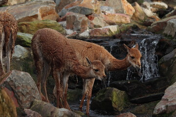 Vicuña (Vicugna vicugna), a South American camelid