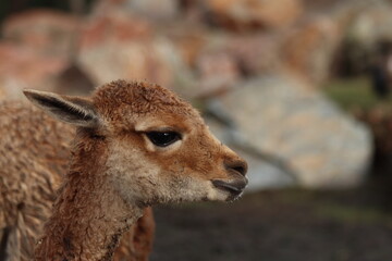 Vicuña (Vicugna vicugna), a South American camelid