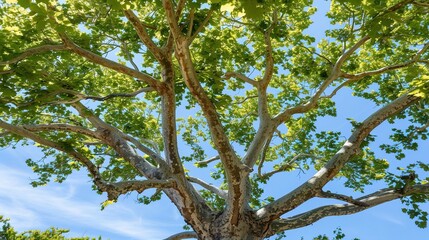 Fototapeta premium Majestic Sycamore Trees: Iconic Species with Large, Lobed Leaves, Smooth White Bark, and Spreading Canopies, Thriving in Urban Parks, Woodlands, and Riverbanks, Capturing Natural Beauty for Botanical 