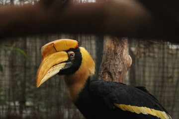 Double-horned Rhinoceros Hornbill (Buceros bicornis)
