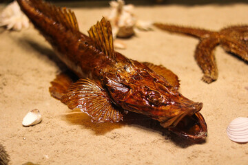 Close-up of a Unique Brown Fish on Sandy Beach
