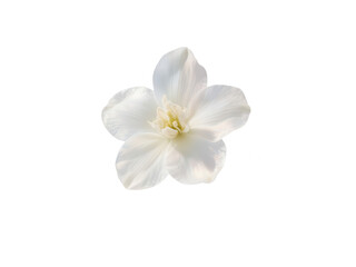 Obraz premium Elegant White Flower Blossom Isolated on White Background