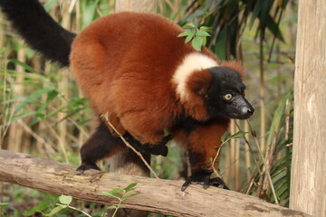 A striking red ruffed lemur perched in its natural habitat, showcasing its vibrant reddish-brown fur and expressive face.