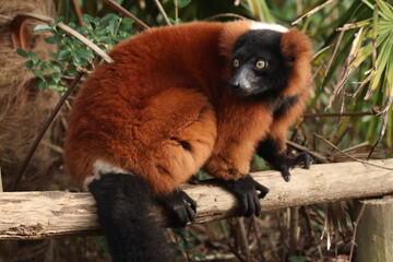 A striking red ruffed lemur perched in its natural habitat, showcasing its vibrant reddish-brown fur and expressive face.