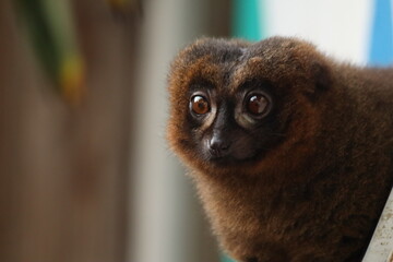 Red-Bellied Lemur Gazing Dreamily