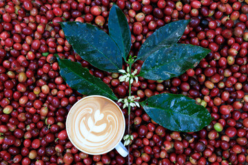 cappuccino coffee, coffee cup, flowers coffee,  coffee green leave, red sherry raw coffee background, full frame