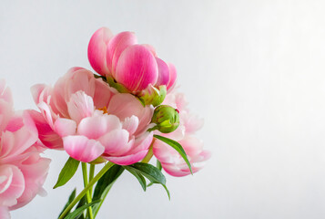 Obraz premium Beautiful peonies flowers on a light background. Postcard, place for inscription