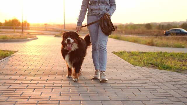 Close-up of woman walking on sidewalk at sunset holding Bernese Mountain Dog on leash next to her. Dog and owner. Pet walking concept