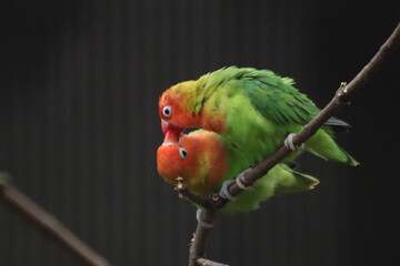 Two Lovebirds Sitting on a Branch