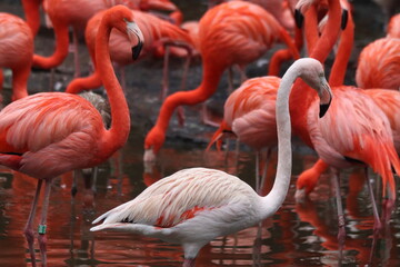 A striking pink flamingo stands out gracefully among a flock of other flamingos, showcasing its...