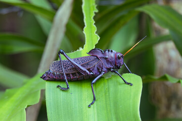 Huge grasshopper eating the leaf in the tropical Costa Rican rain forest