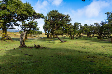 Madera the best island in Portugal © Daniel
