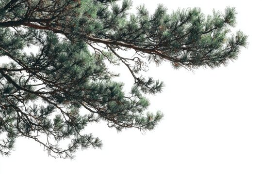 Pine tree branches reaching upward against a white background - Powered by Adobe