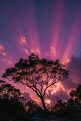 Fototapeta premium Purple Sky Tree Silhouette