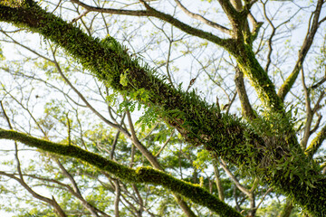 A tree with beautiful branches covered in green moss. A beautiful and natural backdrop.