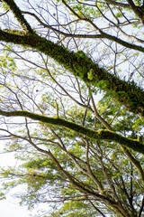 Fototapeta premium A tree with beautiful branches covered in green moss. A beautiful and natural backdrop.