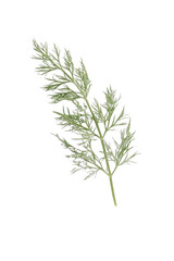 Obraz premium Fresh Dill Herb Sprig Isolated on White Background