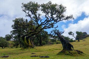Madera  the best island in Portugal