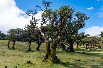 Madera  the best island in Portugal