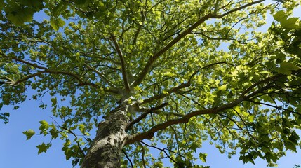 Obraz premium Majestic Sycamore Trees: Iconic Species with Large, Lobed Leaves, Smooth White Bark, and Spreading Canopies, Thriving in Urban Parks, Woodlands, and Riverbanks, Capturing Natural Beauty for Botanical 
