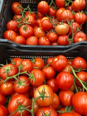 Fresh tomatoes in black plastic crates at market with vivid red color background