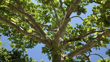 Majestic Sycamore Trees: Iconic Species with Large, Lobed Leaves, Smooth White Bark, and Spreading Canopies, Thriving in Urban Parks, Woodlands, and Riverbanks, Capturing Natural Beauty for Botanical 