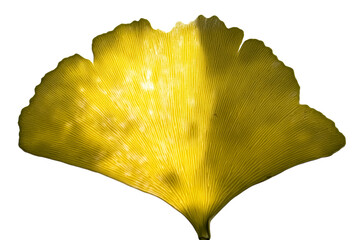 Close-up of a bright yellow Ginkgo leaf with visible veins on a white background