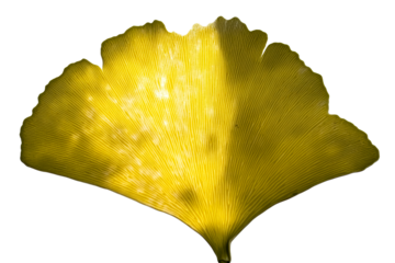 Close-up of a bright yellow Ginkgo leaf with visible veins on a white background